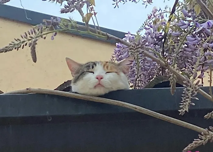 Country Ca' Isidora Lazise